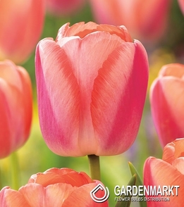 Tulpe Darwina Apricot Pride 5 St.