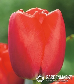 Tulpe Darwina Red Pride 5 St.