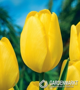 Tulpe Darwina Novi Sun 5 St.