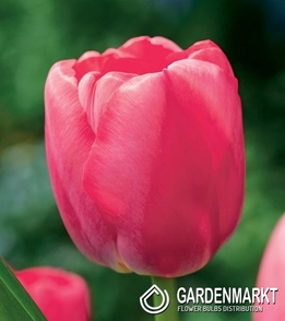 Tulpe Darwina Pink Pride 5 St.