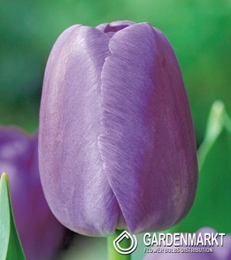 Tulpe Darwina Purple Pride 5 St.