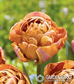 Tulpe Gefüllte Garden Flevor 5 St.