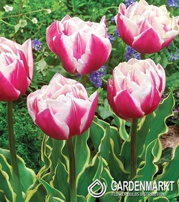 Tulpe Gefüllte Toplips 5 St.