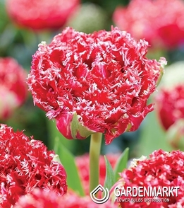 Tulpe Gefranste Qatar 5 St.