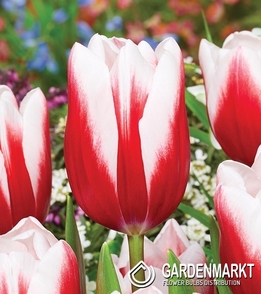 Tulpe Triumph Timeless 5 St.