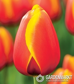 Tulpe Triumph Worlds Friend 5 St.