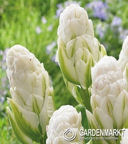 Tulpe Gefüllte Whipped Cream 5 St.