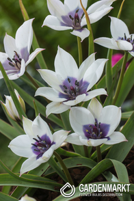 Tulpe Botanische Alba Coerulea Ocul 5 St.