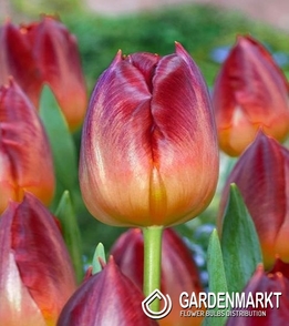Tulpe Triumph Amberglow 5 St.