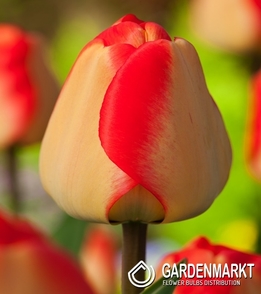 Tulpe Darwin American Dream 5 St.