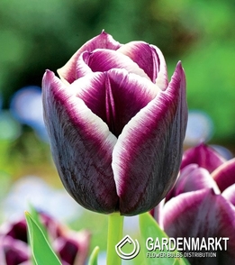 Tulpe Triumph Jackpot 5 St.