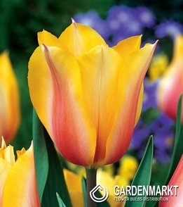 Tulpe Triumph Blushing Lady 5 St.