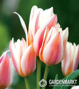 Tulpe Mehrblütige Serano 5 St.