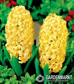Hyazinthe für kg Gelb 1 kg