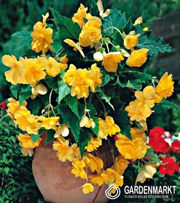 Hängebegonie Gelb 1 St.