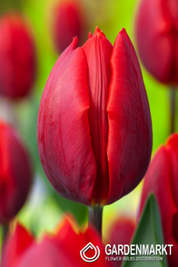 Tulpe Triumph Couleur Cardinal 5 St.