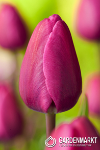 Tulpe Triumph Negrita 5 St.