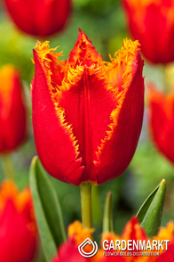 Tulpe Gefranste Fabio 5 St.
