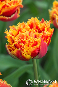 Tulpe Gefüllte Gold Dust 5 St.