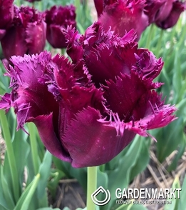 Tulpe Gefranste Gorilla 5 St.