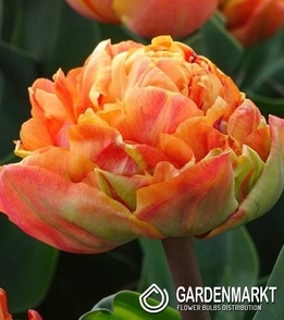 Tulpe Gefüllte Valdivia 5 St.
