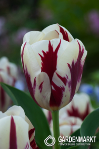 Tulpe Triumph Grand Perfection 5 St.