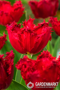 Tulpe Gefranste Pacific Pearl 5 St.
