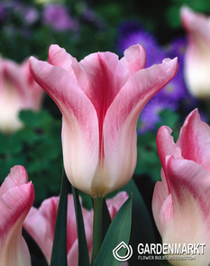 Tulpe Lily Holland Chic 5 St.