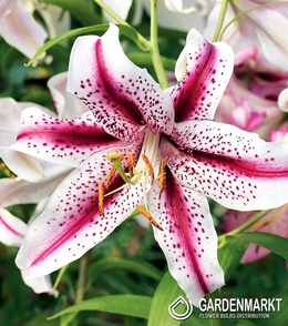 50pcs Orientalische Lilie Stargazer Duftpflanzengarten Blumenzwiebeln