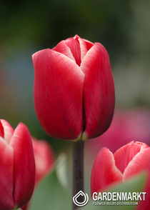Tulpe Triumph Kung Fu 5 St.