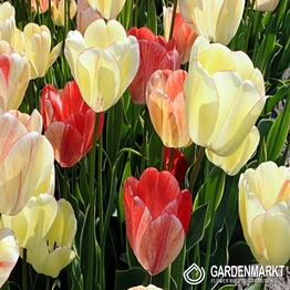 Tulpe Silverstream 5 St.