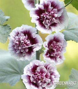 Alcea Creme De Casis 1 St.