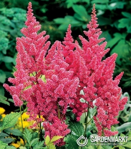 Astilbe  Mainz 1 St.