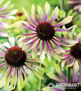 Echinacea Green Twister 1 St.