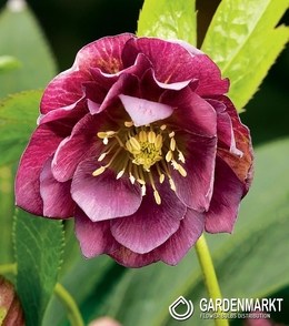 Helleborus Double Ellen Red 1 St.