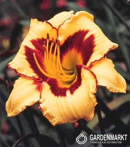 Hemerocallis Eye On America 1 St.