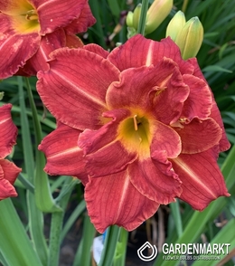 Hemerocallis Booby Ruby 1 St.