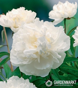 Paeonia  Gardenia 1 St.