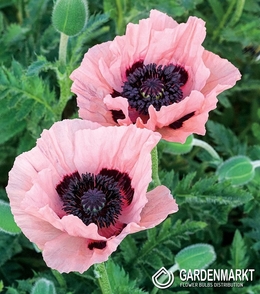 Papaver Orientalis Raspberry Queen 1 St.