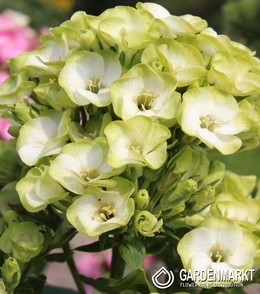 Phlox Orchid Green 1 St.