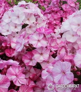 Phlox Freckle Red Shades 1 St.