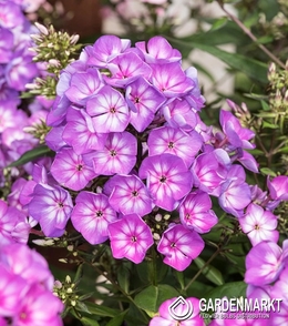 Phlox Olympus 1 St.