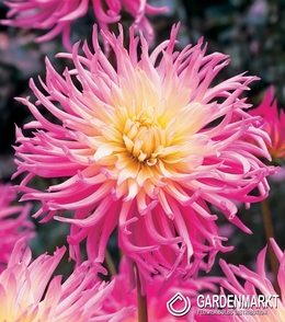 Dahlie Star's Favourite 1 St.