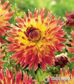 Dahlie Summer Breeze 1 St.