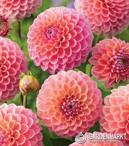 Dahlie Pompons Nathalie G. 1 St.