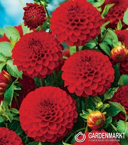 Dahlie Pompons Glow 1 St.
