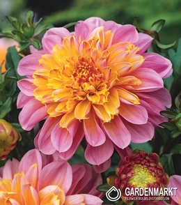 Dahlie Anemone Life Style 1 St.