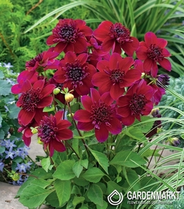 Dahlie Anemone Purpinca 1 St.