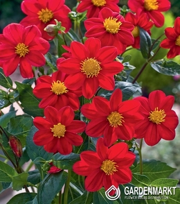 Dahlie Mignon Rot 1 St.