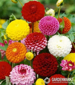 Dahlie Pompons - Pompon Zaad 1 St.
